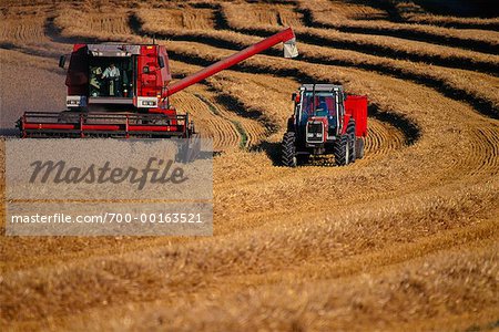 Combine Harvester and Tractor in Wheat Field