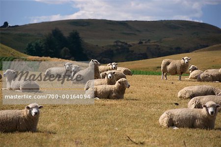 Sheep Farm