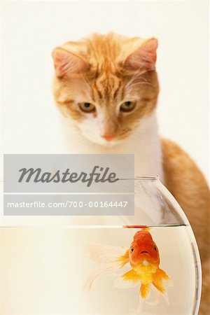 Cat Looking at Goldfish in Fishbowl