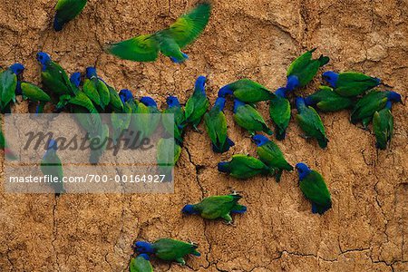 Blue-Headed Parrots on Clay Lick