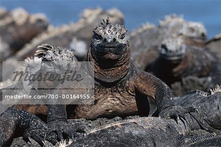 Marine Iguanas Marine Iguanas