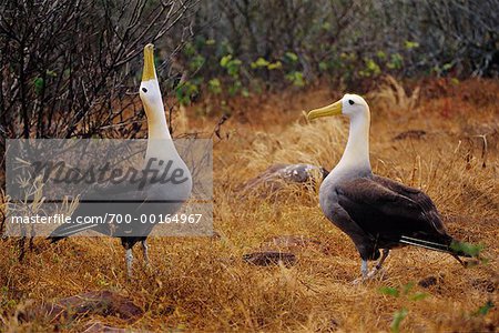 Albatrosses Displaying