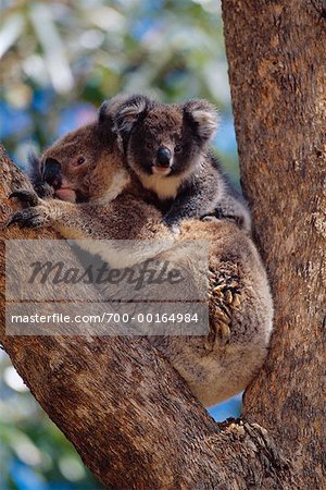 Koala and Young