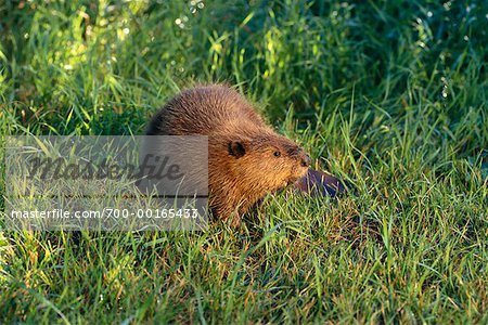 Beaver