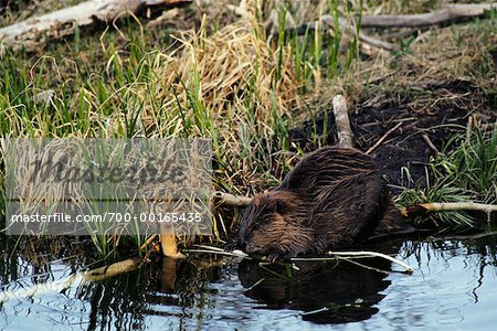 Beaver