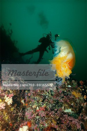 Diver and Sea Blubber Jellyfish