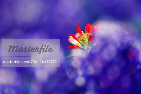 Paintbrush and Blue Bonnet Flowers