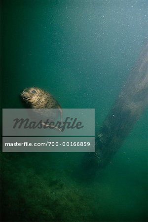 Harbour Seal