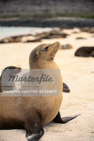 Sea Lion Sea Lion
