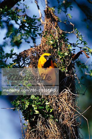 Altamira Oriole in Nest