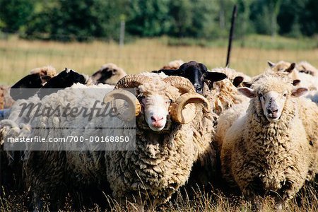 Group of Sheep