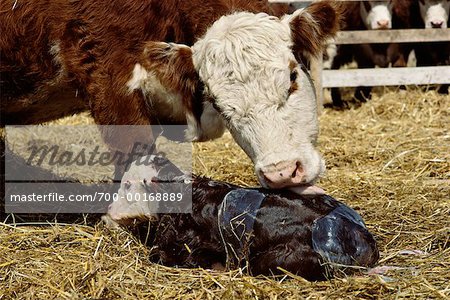 newborn baby cow