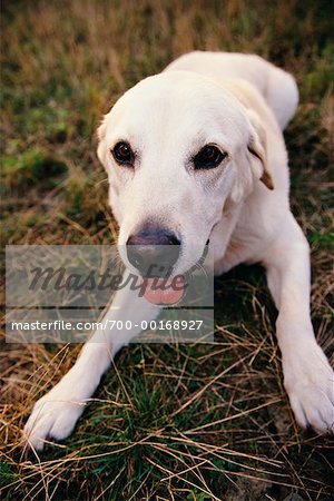 Portrait of Yellow Labrador Retriever