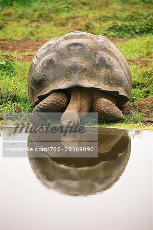 Giant Tortoise Galapagos Islands, Equador