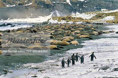 King Penguins and Elephant Seals Gold Harbour, South Georgia Island, Antarctica