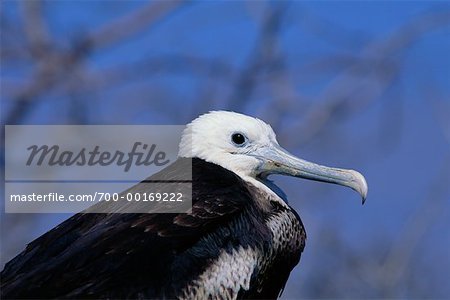 Frigate Bird, Galapagos Island