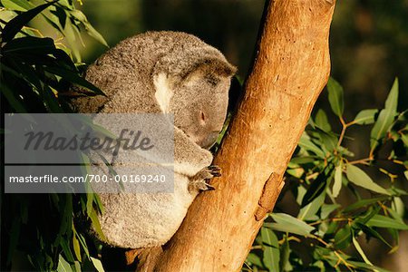 Sleeping Koala