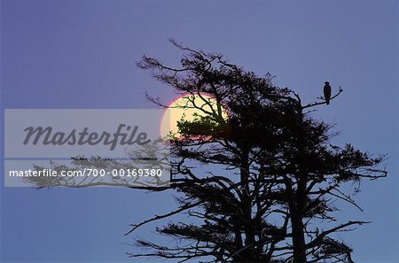 Silhouette of Bald Eagle in Tree