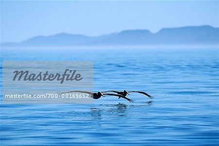 Pelicans