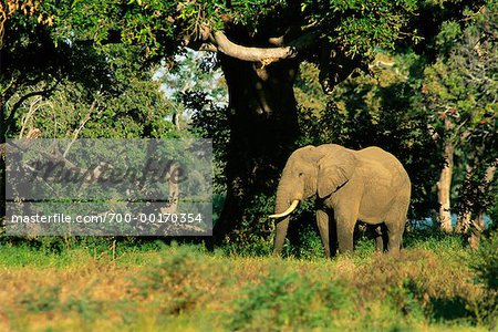 African Bull Elephant