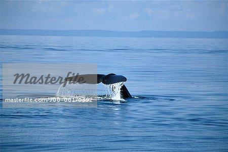 Right Whale's Tail