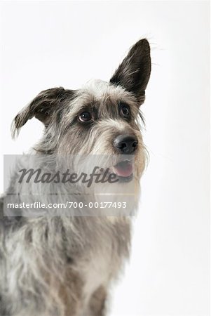 Portrait of Wolfhound Mutt