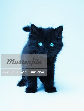 Portrait of a Kitten