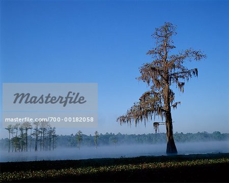 Cypress Trees Lake Lafayette, Tallahassee Florida Cypress Trees Lake Lafayette, Tallahassee Florida