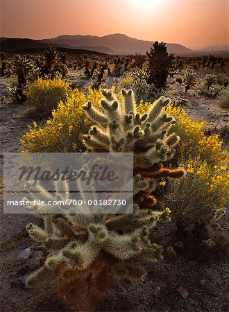 Cholla Cactus Joshua Tree National Park California, USA