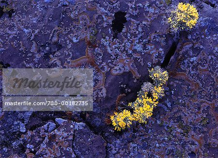 Wildflower and Jerusalem Rocks Montana, USA