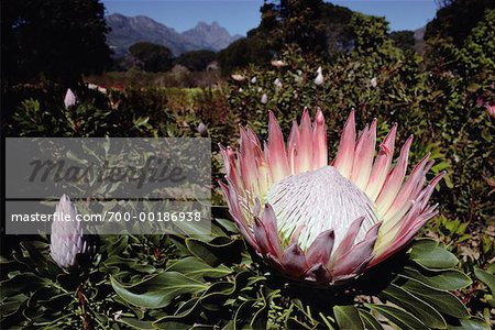 Protea Flower South Africa Africa
