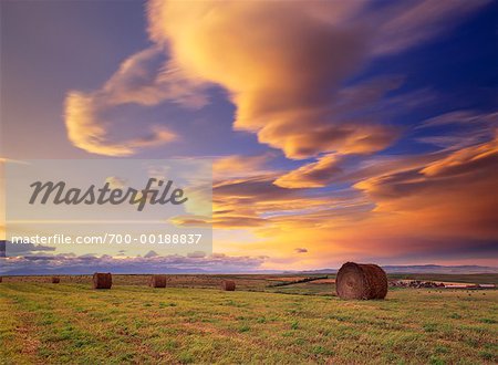 Hay Bales in Field at Sunset Alberta Canada