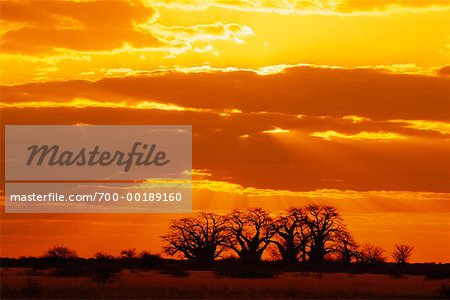 Baobab Trees Nxai Pan National Park Botswana