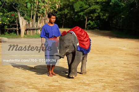 Elephant Trainer with Elephant Samphran Elephant Grounds Thailand