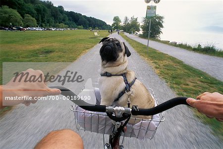 pug bike bell