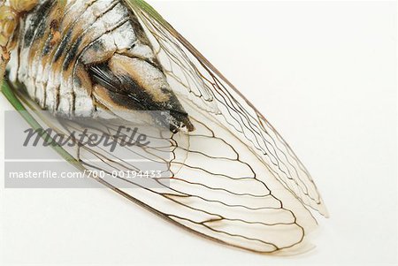 Cicada Abdomen