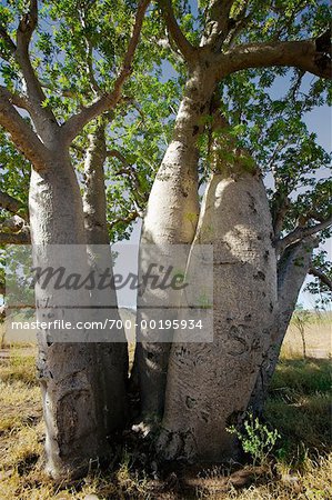 Initials Carved in Boab Tree El Questro, Kimberley Western Australia