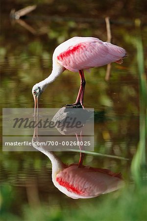 Roseate Spoonbill Everglades Flamingo, Florida USA