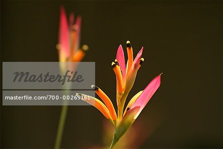 Bird of Paradise Flower