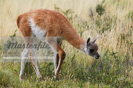 Guanaco