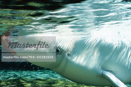 Beluga Whale