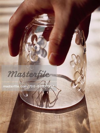 Hand Holding Glass over Spider