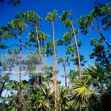 National Wildlife Refuge Big Pine Key, Florida, USA