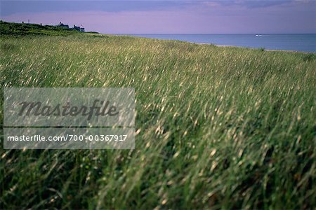 Dune Grass and Ocean