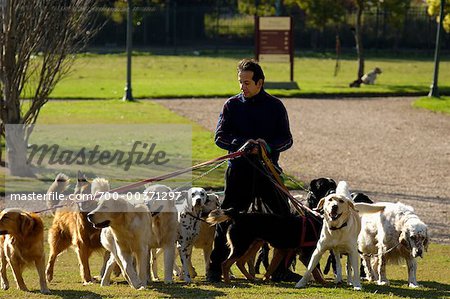 Dog Walker Royalty-Free Images, Stock Photos & Pictures