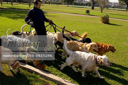 Dog Walker