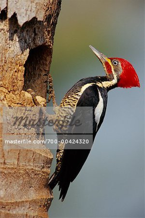 Lineated Woodpecker at Nest, Pantanal, Transpantaneira, Brazil