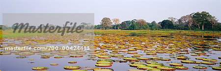 Victoria Lilies, Porto Jofre, Pantanal, Mato Grosso, Brazil Victoria Lilies, Porto Jofre, Pantanal, Mato Grosso, Brazil
