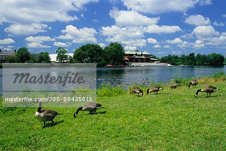 Canada Geese Charles River Harvard University Boston