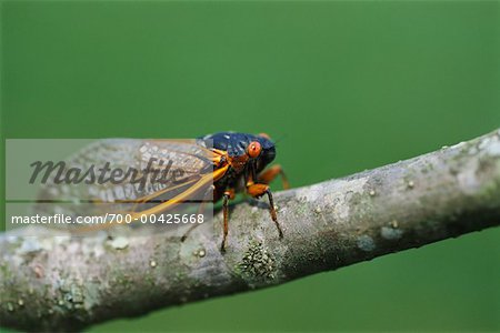 Cicada on Branch